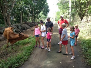 A local cow tries to give us directions, but we ignored him.