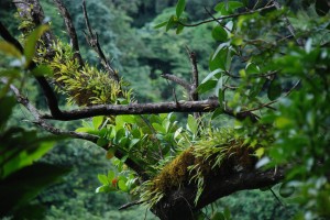 bromeliads growing on the tree branches