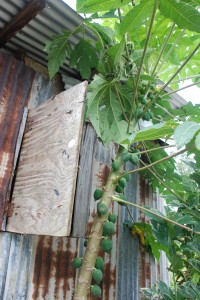 Papaya growing next to someone's house