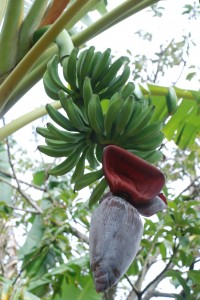 bananas, growing absolutely everywhere