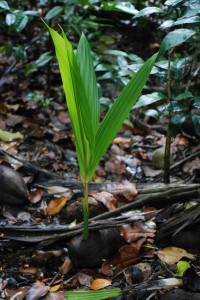 a palm tree sprouting from a fallen coconut.  these are everywhere.