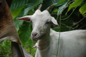 oh.  hello there!  we are totally used to goats everywhere at this point.