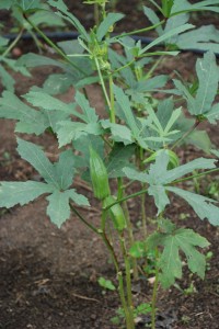 okra growing on the side of the path