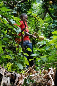 Ken G climbs into the trees to get us a grapefruit snack