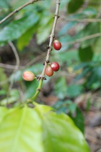 Ken G stops to show us coffee growing on the side of the road