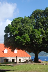 gorgeous mango tree at the fort