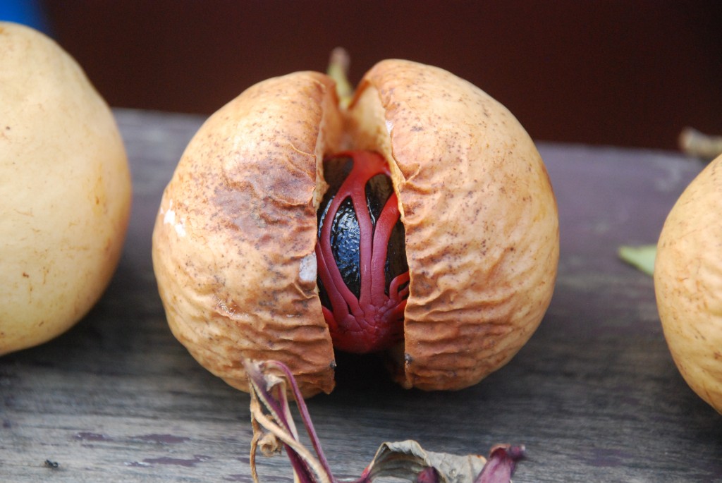 Nutmeg and Mace: Grenada's most well-known export.