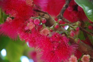 Another picture of the pink tree.