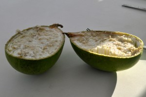 we make bowls from the amazing calabash fruit