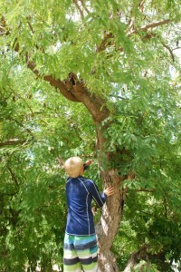 Bryson climbs a tamarind tree for a mid-hike snack