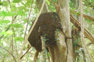 termite nest, made of their dung.  such wonderful things we are learning!