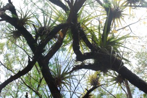 bromeliads growing on the trees.  I love these distant relatives of the pineapple