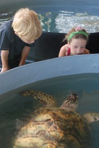 Porter and Olivia meet one of the older turtles