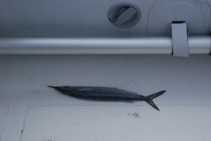 a ballyhoo jumps into our dinghy overnight.  poor little guy.