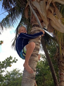 Bryson climbs the palm tree for coconuts.