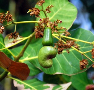 How cashews grow.   So cute.