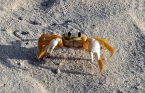 Wendy caught this pic of a little guy on the beach