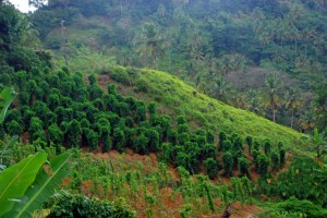 yams growing on the steep hillsides