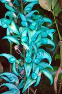 Jade Vine