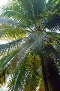 palm tree