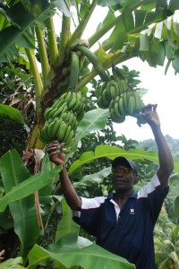 Winston shows us a "double" banana.  Kinda rare.