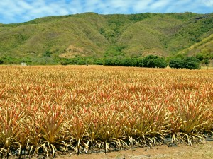 A pineapple farm