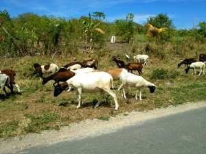 Goats on the road