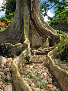 Don't you just want to be a fairy and have this be the driveway to your tree-home?