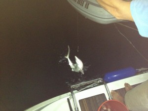 night fishing off Patronus.  Shark!
