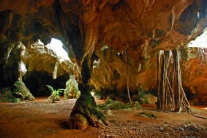 Pre-bat moment, while I was still taking pictures.  A coconut palm tries to grow using the light from a hole in the cave.