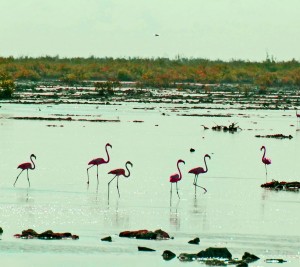 The flamingoes didn't like the rumbling of the pick up truck, so it was hard to get good pictures of them.