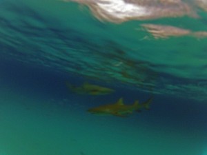 underwater shark action