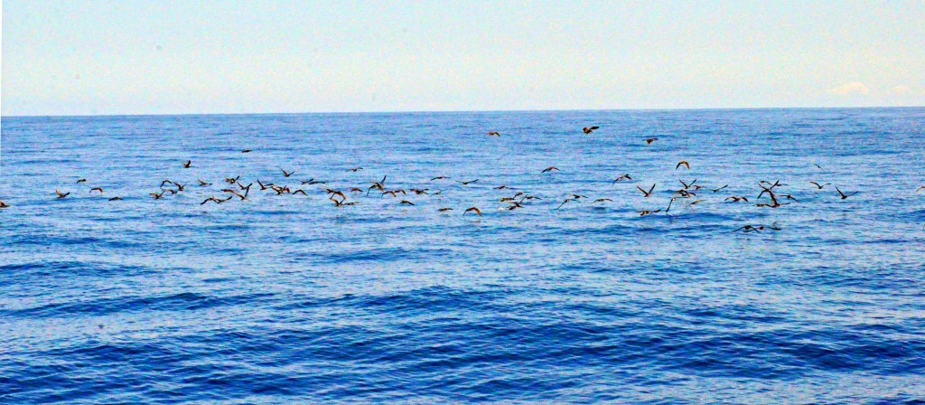 following the birds (that's where the fish are)