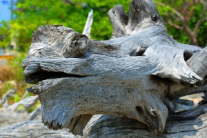 Driftwood Sculpture