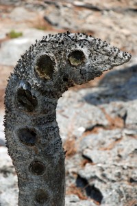 Driftwood sculpture