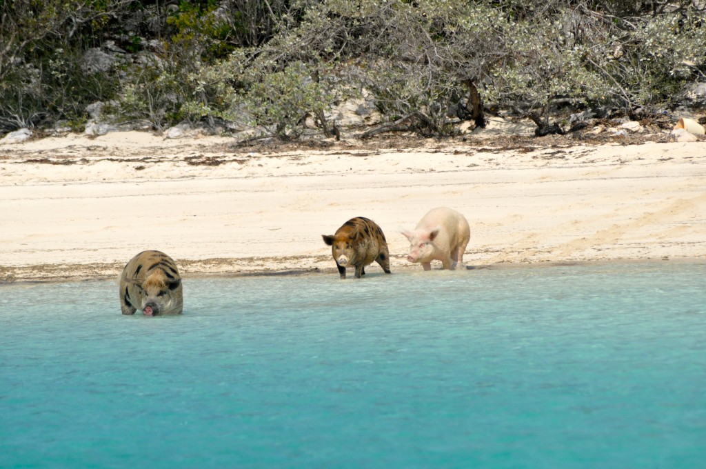 Wild pigs on the beach.  Pretty self-explanatory.  They love when cruisers come to feed them.
