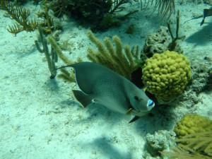 angel fish