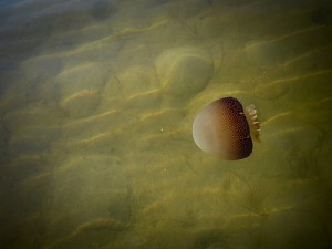 cannonball jellyfish