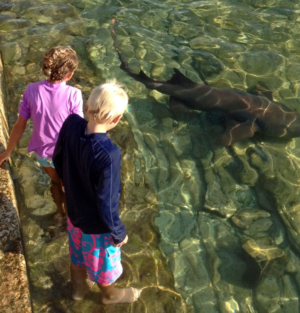 Reese and Bryson standing in the water near the Staniel Cay Yacht Club.  With sharks and stingrays.  No biggie.  These sharks don't bite.