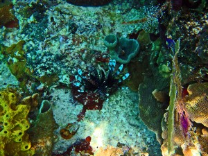 Lion fish.  Can you see him?