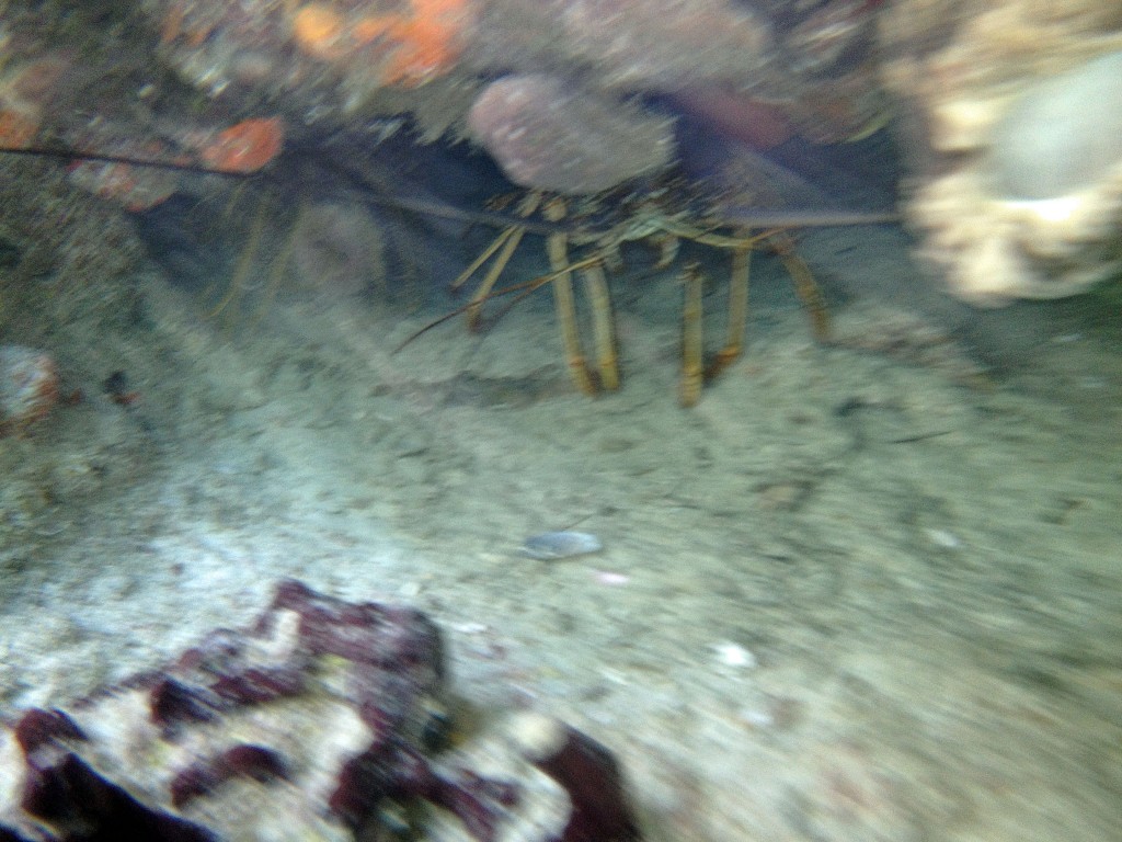 A giant lobster, hiding under a rock.