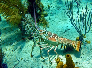 Lobsters! (sorry, it's a Park.  No fishing or lobstering allowed!)