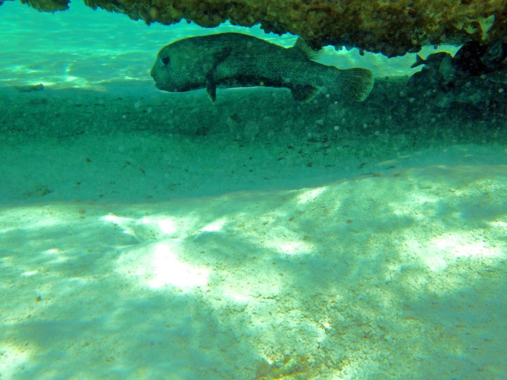 HUGE Puffer fish, unpuffed.