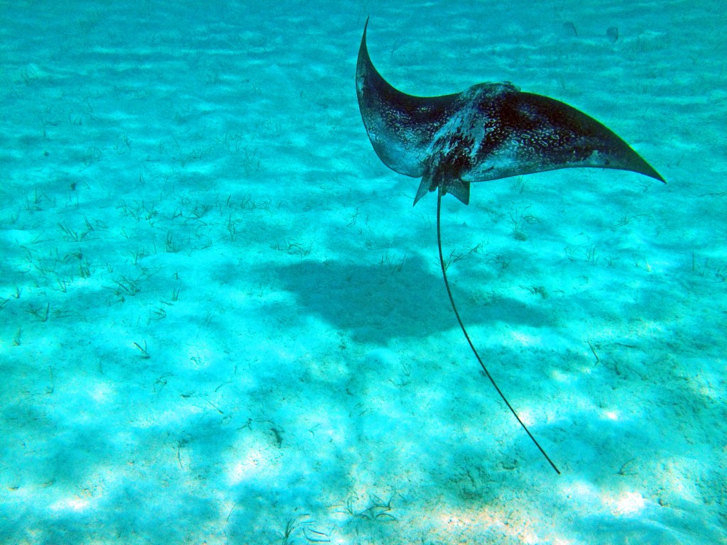 Stingray.  Grace on Earth.